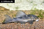 hypancistrus species l136 hypancistrus species l136