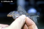 hypancistrus species l136 hypancistrus species l136