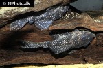 hypancistrus species l136 hypancistrus species l136