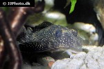 hypancistrus species l136 hypancistrus species l136