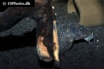 hypancistrus species l136 hypancistrus species l136