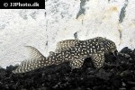 hypancistrus species l136c hypancistrus species l136c