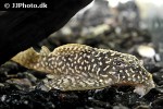 hypancistrus species l136c hypancistrus species l136c