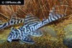 hypancistrus species l173 hypancistrus species l173