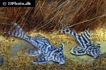 hypancistrus species l173 hypancistrus species l173