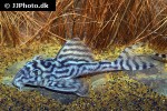 hypancistrus species l173 hypancistrus species l173