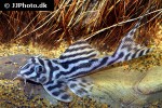 hypancistrus species l173 hypancistrus species l173