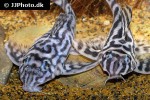 hypancistrus species l173 hypancistrus species l173