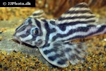 hypancistrus species l173 hypancistrus species l173