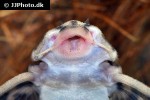 hypancistrus species l173 hypancistrus species l173