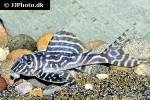 hypancistrus species l173b hypancistrus species l173b
