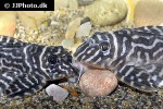 hypancistrus species l173b hypancistrus species l173b