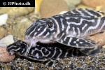 hypancistrus species l173b hypancistrus species l173b