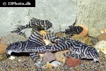 hypancistrus species l173b hypancistrus species l173b