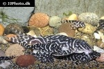 hypancistrus species l173b hypancistrus species l173b