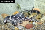hypancistrus species l173b hypancistrus species l173b
