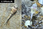 hypancistrus species l173b hypancistrus species l173b