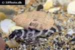 hypancistrus species l173b hypancistrus species l173b