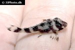 hypancistrus species l173b hypancistrus species l173b
