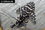 hypancistrus species l173b hypancistrus species l173b