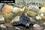 hypancistrus species l173b hypancistrus species l173b