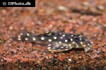 hypancistrus species l201 hypancistrus species l201