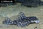 hypancistrus species l201 hypancistrus species l201