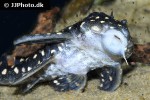 hypancistrus species l201 hypancistrus species l201