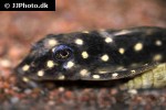 hypancistrus species l201 hypancistrus species l201