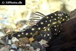 hypancistrus species l201 hypancistrus species l201