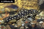 hypancistrus species l201 hypancistrus species l201
