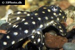 hypancistrus species l201 hypancistrus species l201