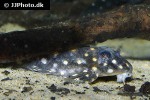 hypancistrus species l201 hypancistrus species l201
