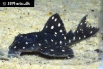 hypancistrus species l201 hypancistrus species l201