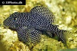 hypancistrus species l260 hypancistrus species l260