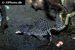 hypancistrus species l260 hypancistrus species l260