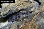 hypancistrus species l260 hypancistrus species l260