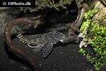 hypancistrus species l260 hypancistrus species l260