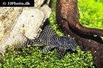 hypancistrus species l260 hypancistrus species l260