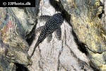 hypancistrus species l260 hypancistrus species l260