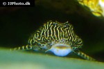 hypancistrus species l260 hypancistrus species l260