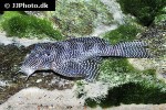 hypancistrus species l260 hypancistrus species l260