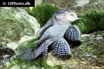 hypancistrus species l260 hypancistrus species l260