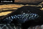 hypancistrus species l260 hypancistrus species l260