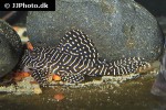 hypancistrus species l260 hypancistrus species l260