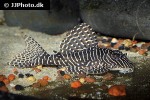 hypancistrus species l260 hypancistrus species l260