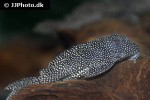 hypancistrus species l262 hypancistrus species l262