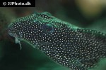 hypancistrus species l262 hypancistrus species l262