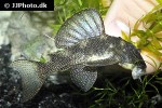 hypancistrus species l262 hypancistrus species l262