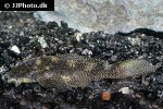 hypancistrus species l262 hypancistrus species l262